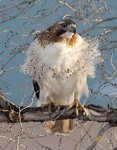 Red tailed Hawk
